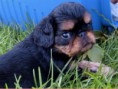 /album/fotogaleria/king-charles-spaniel-jpg/